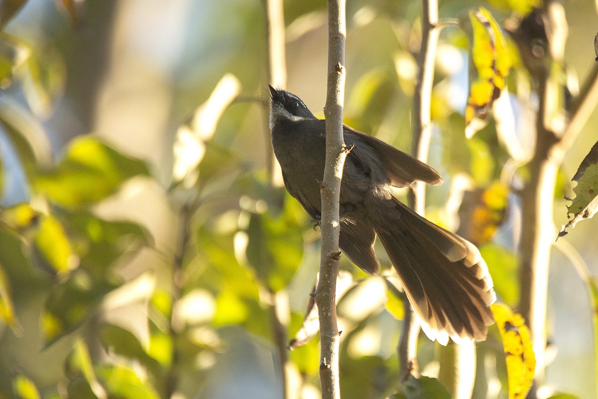 White-throated Fantail - ML620255462