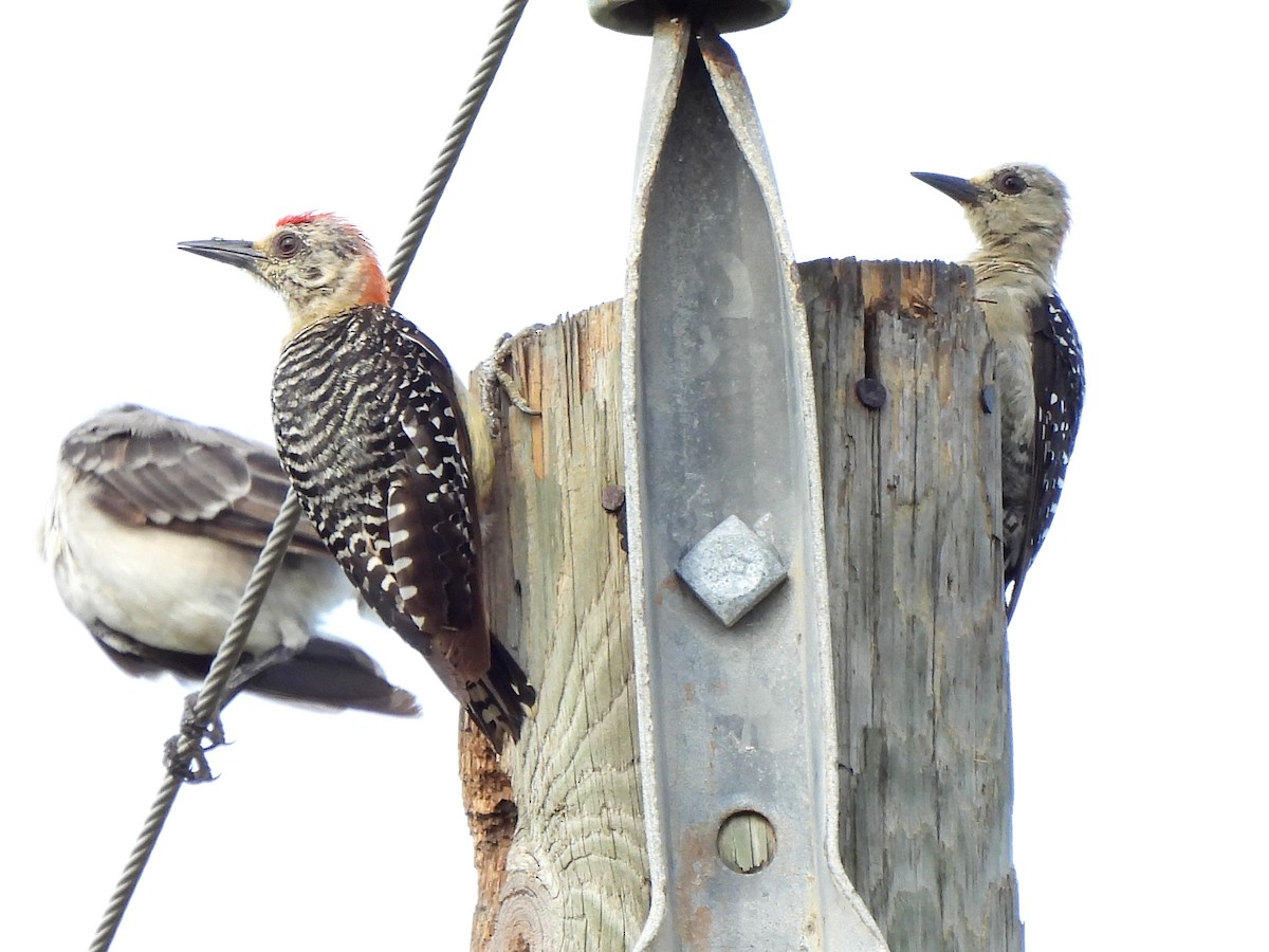 Red-crowned Woodpecker - ML620255464