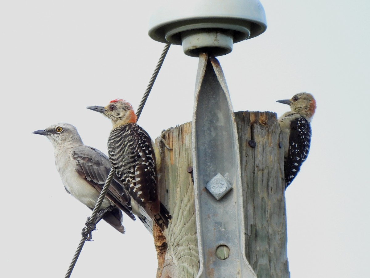 Red-crowned Woodpecker - ML620255465