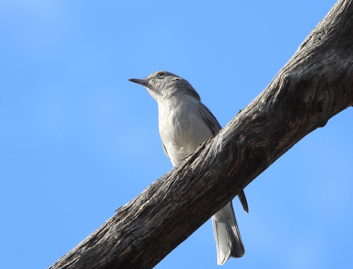 Gray Shrikethrush - ML620255467