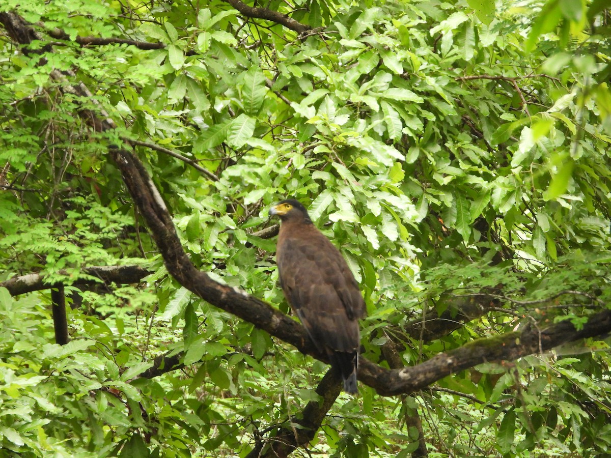 Crested Serpent-Eagle - ML620255473