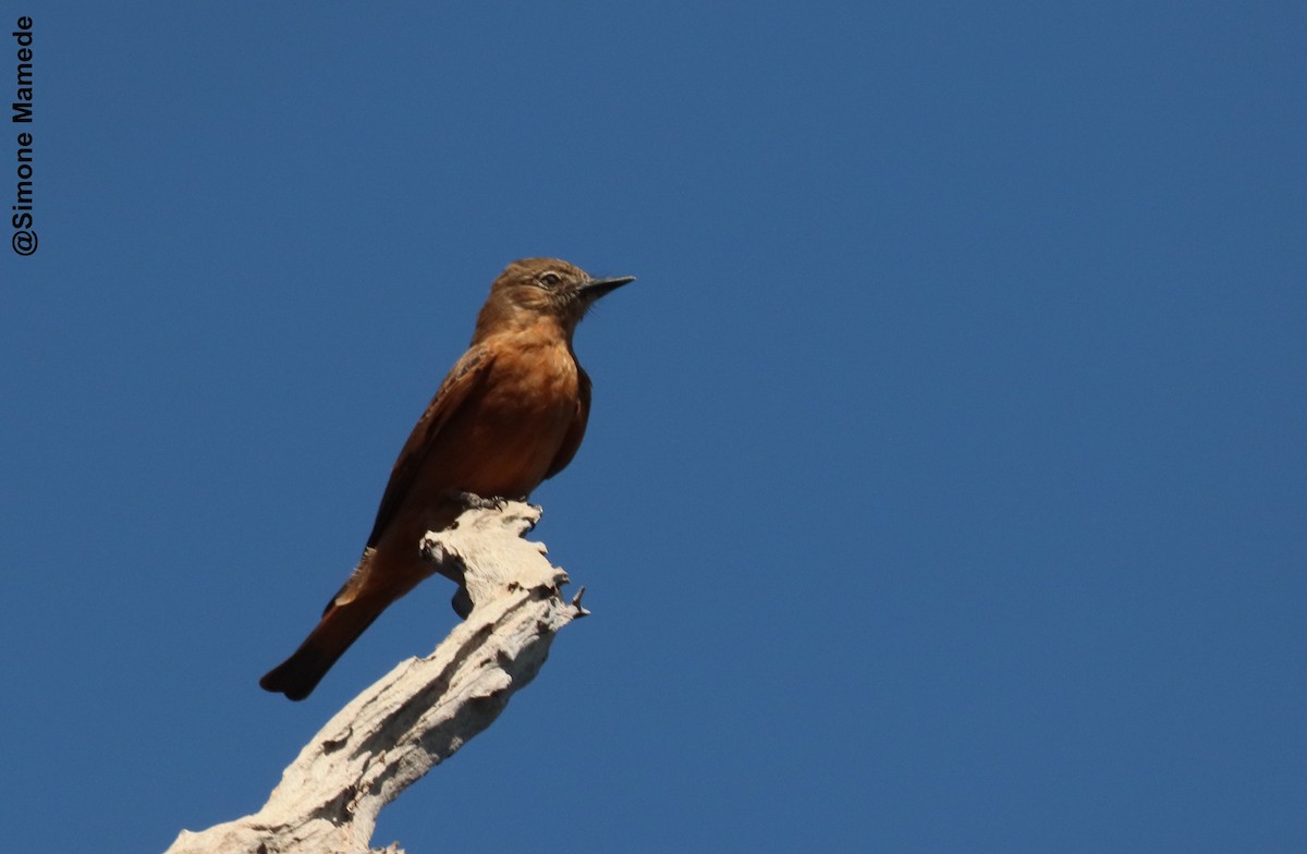 Cliff Flycatcher - ML620255474