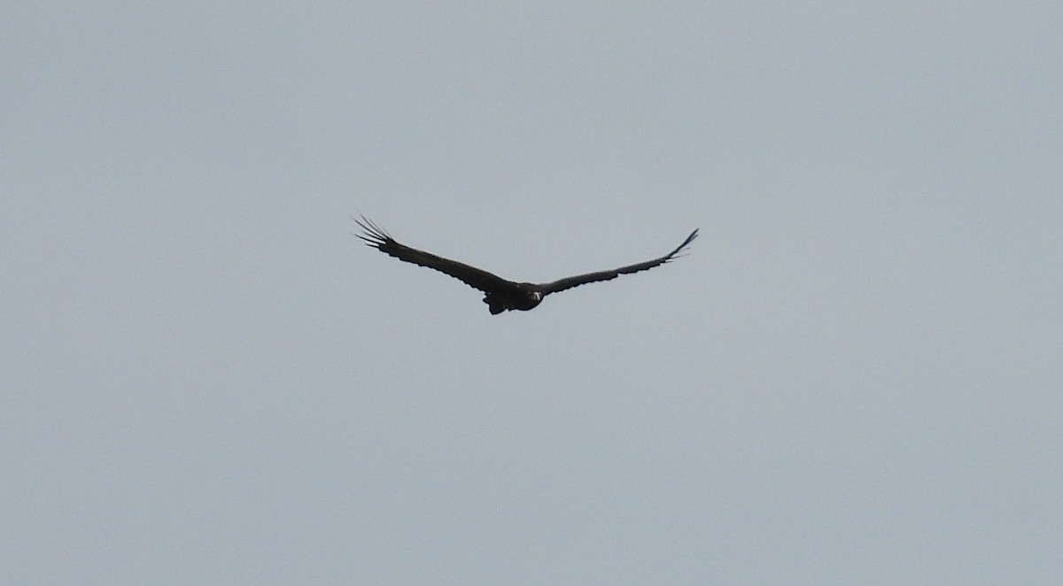Wedge-tailed Eagle - ML620255476