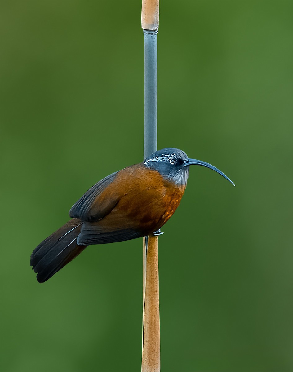 Slender-billed Scimitar-Babbler - ML620255477