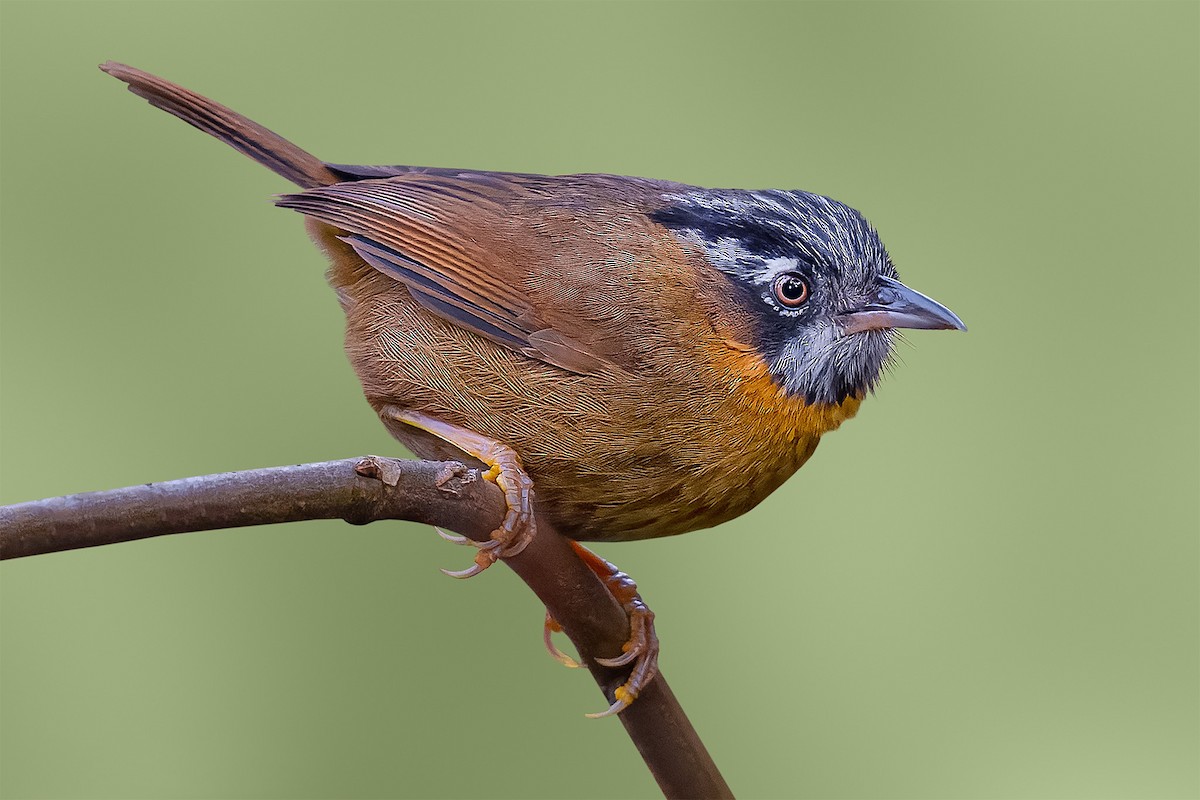 Gray-throated Babbler - ML620255479