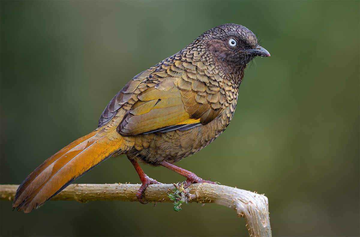 Scaly Laughingthrush - ML620255483