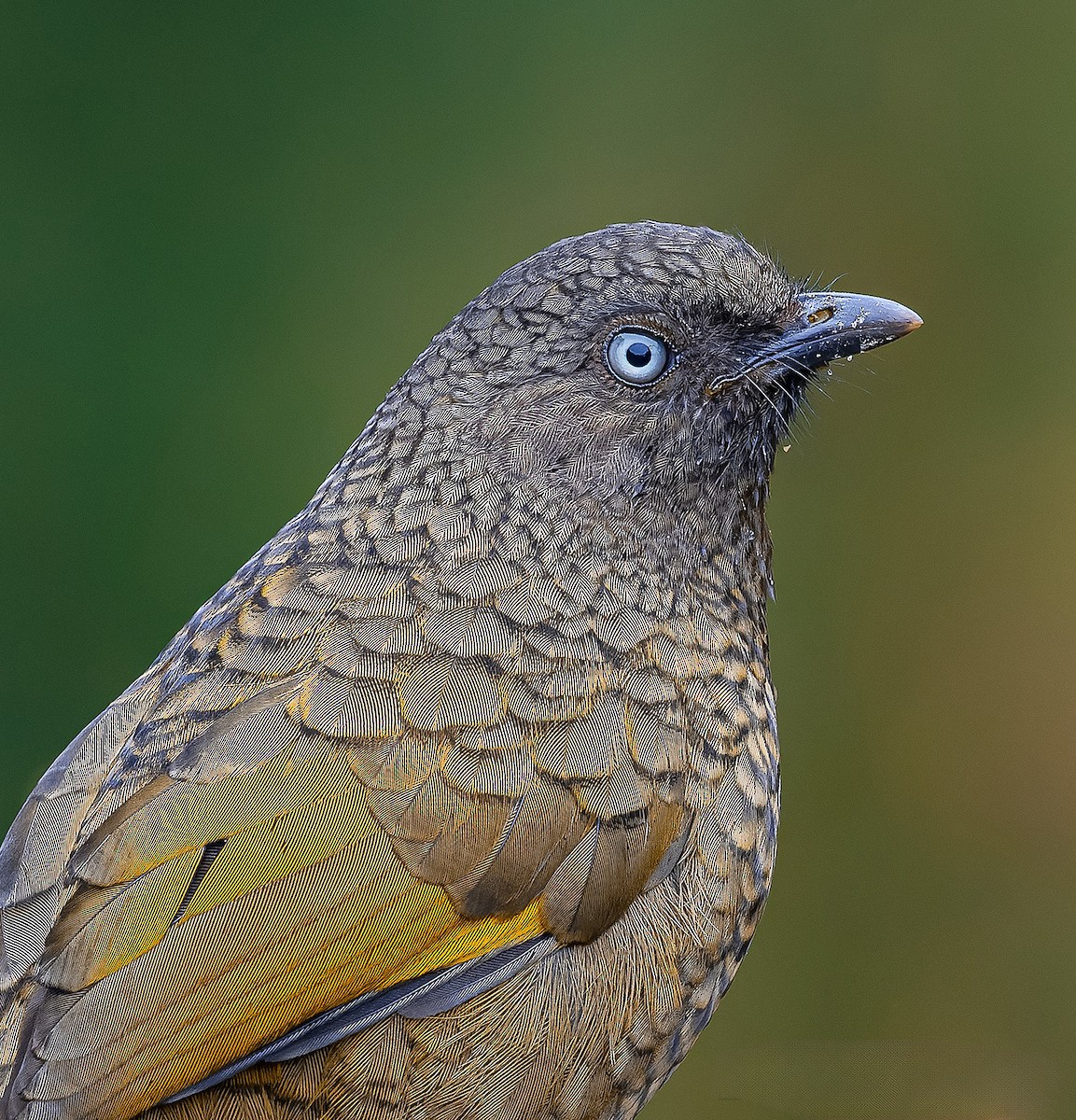 Scaly Laughingthrush - ML620255484