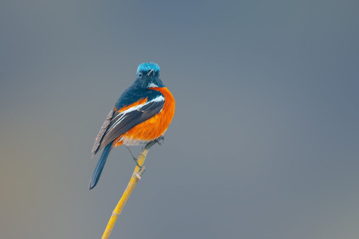 White-throated Redstart - ML620255495