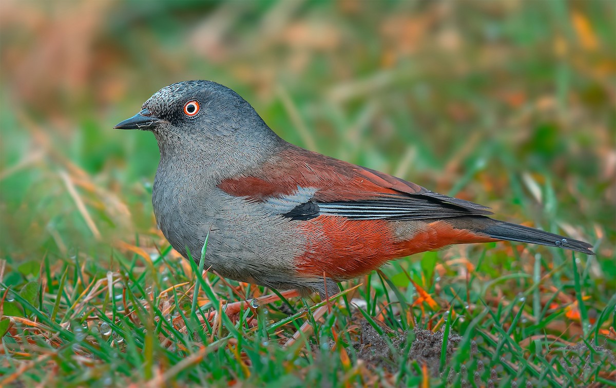 Maroon-backed Accentor - ML620255497