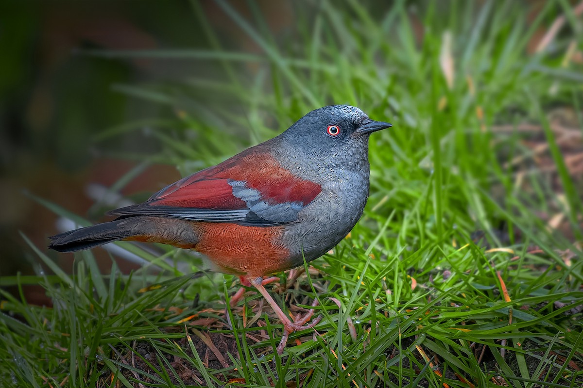 Maroon-backed Accentor - ML620255498