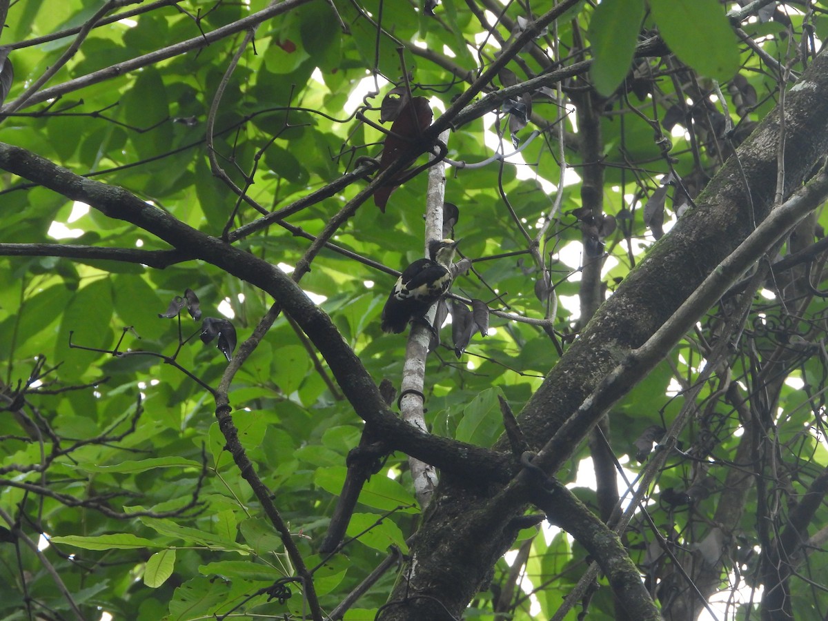 Heart-spotted Woodpecker - ML620255501