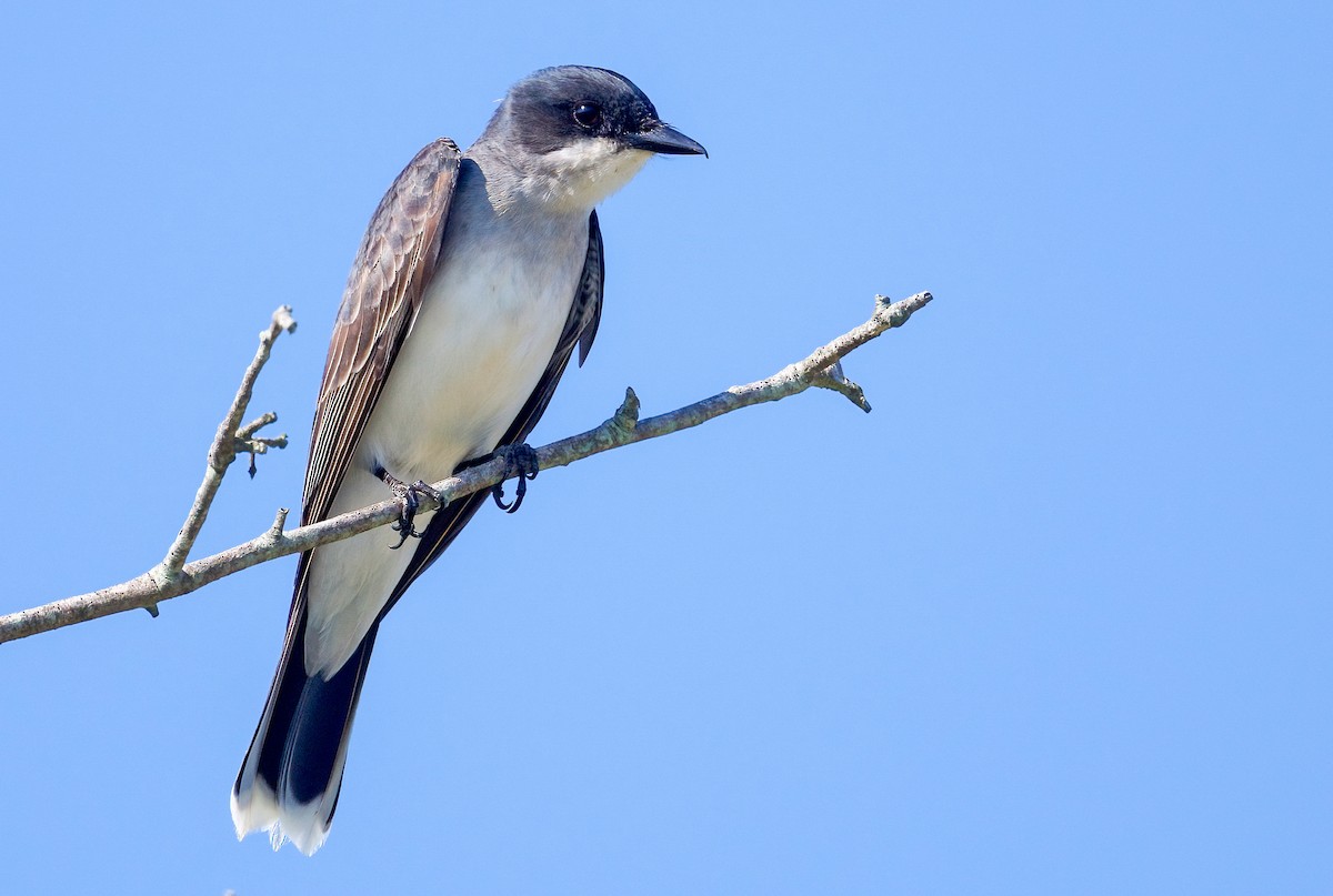 Eastern Kingbird - ML620255502