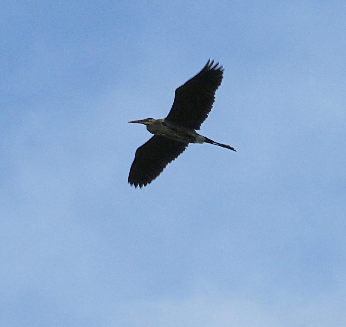 Great Blue Heron - ML620255504