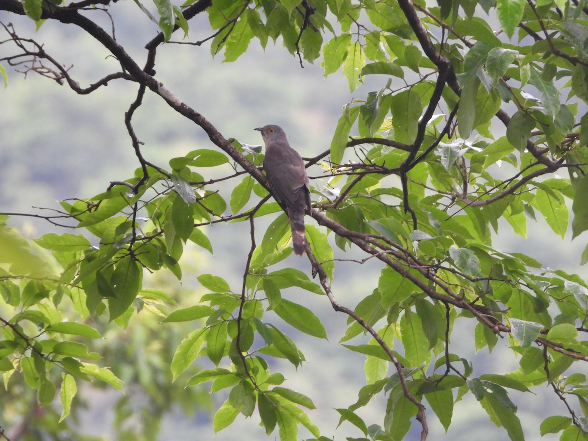 Common Hawk-Cuckoo - Sannidhya De