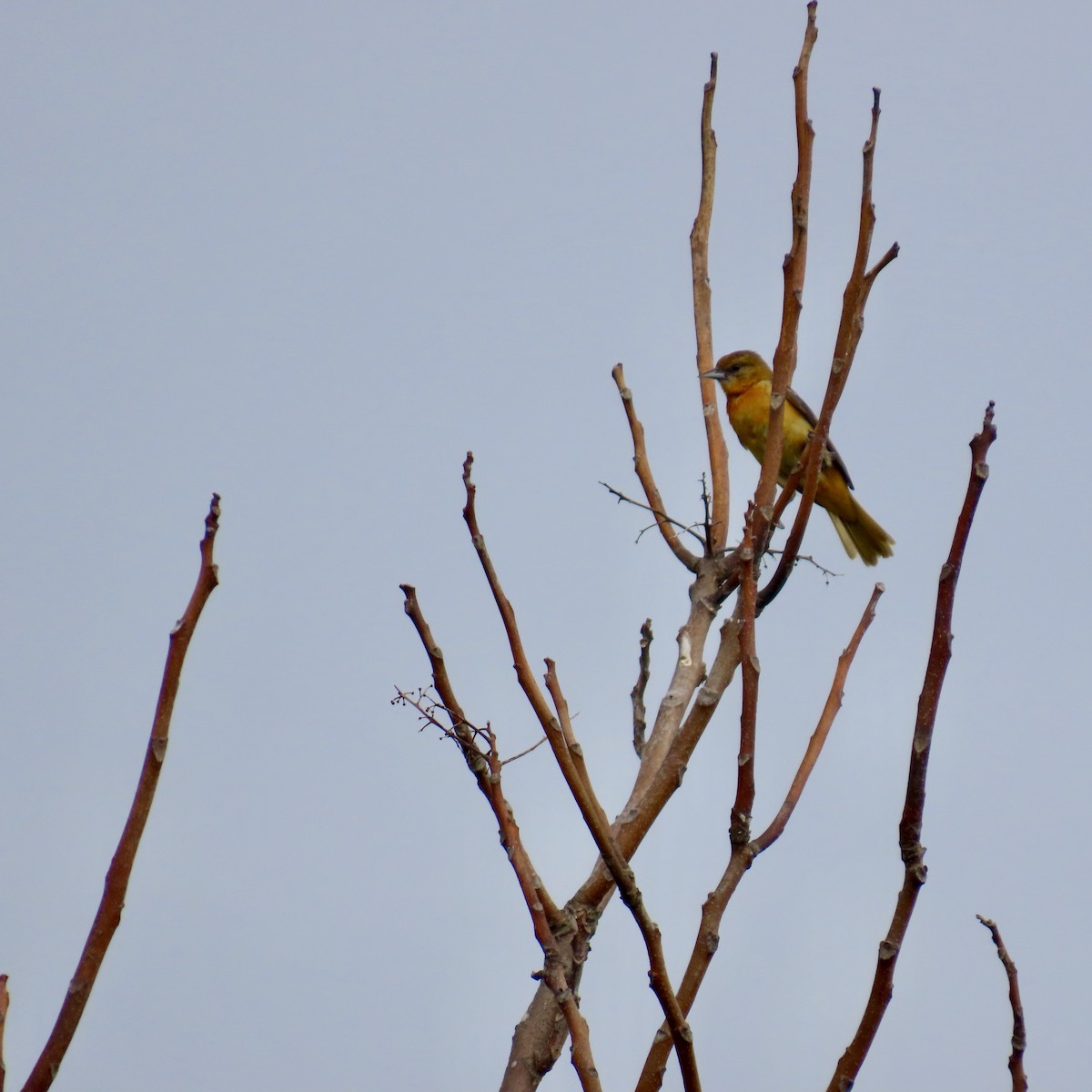 Baltimore Oriole - ML620255507