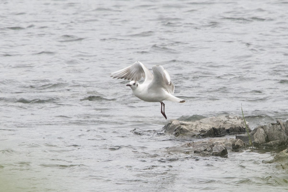 Black-headed Gull - ML620255519