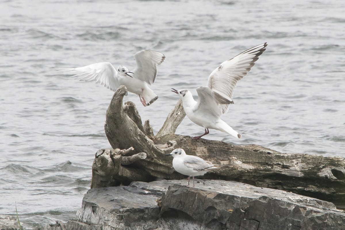 Black-headed Gull - ML620255520