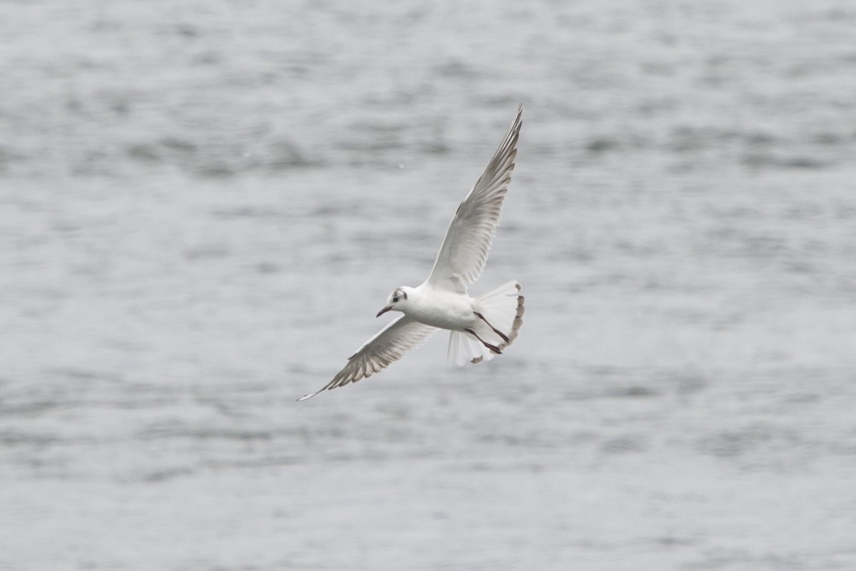 Black-headed Gull - ML620255521