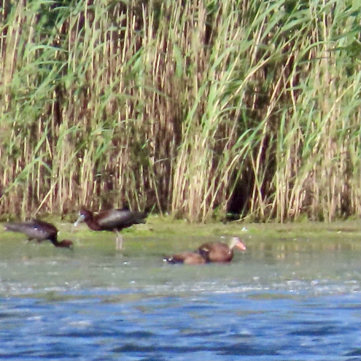 Black-bellied Whistling-Duck - ML620255526