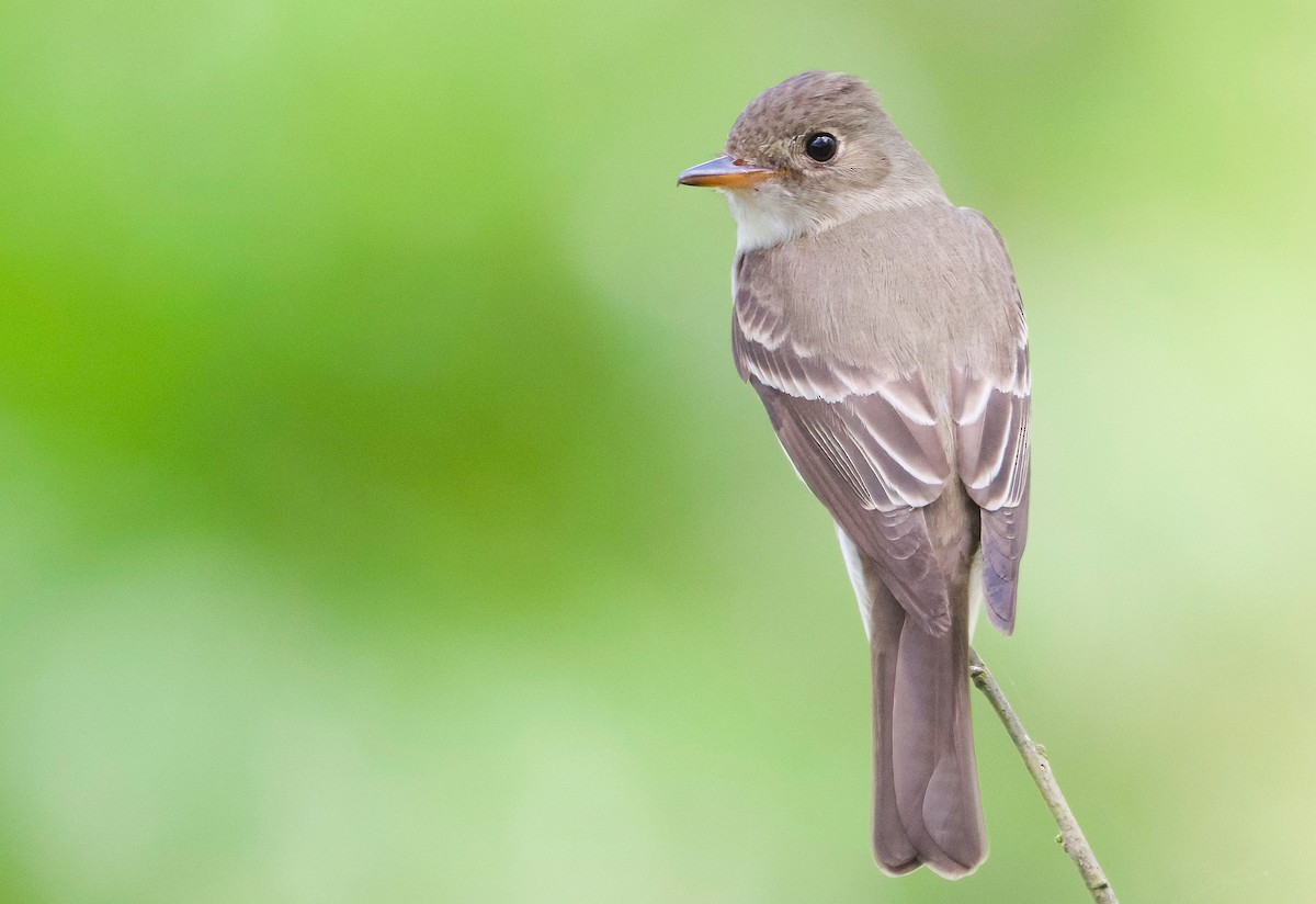 Eastern Wood-Pewee - ML620255527