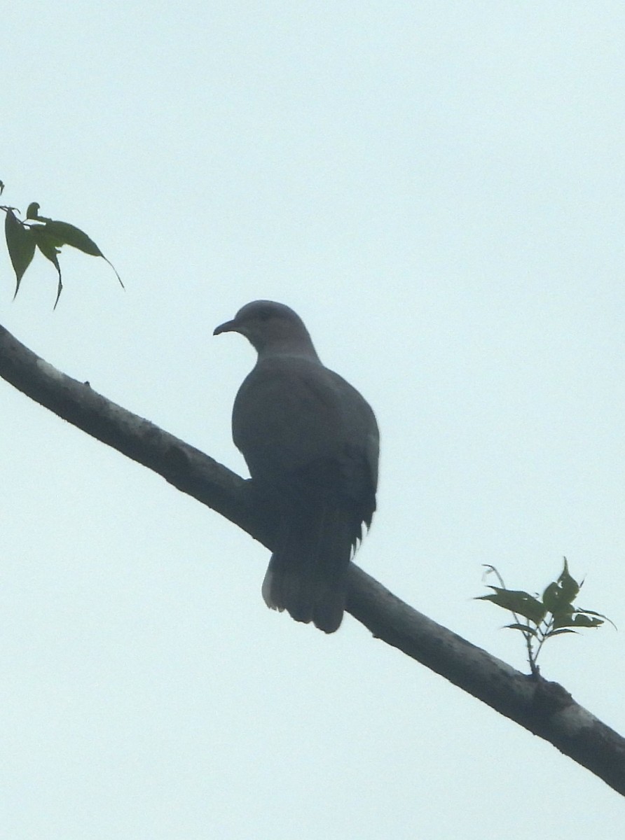 Dúcula Dorsicastaña (cuprea) - ML620255528