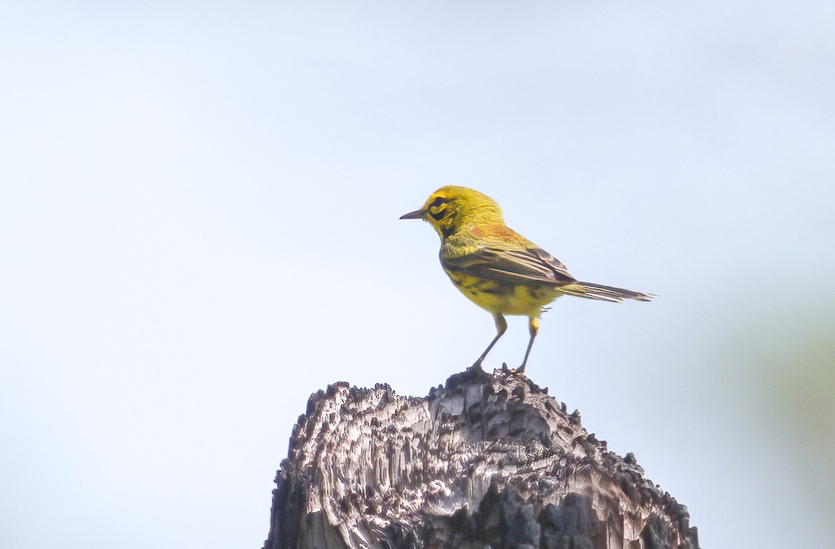 Prairie Warbler - ML620255532