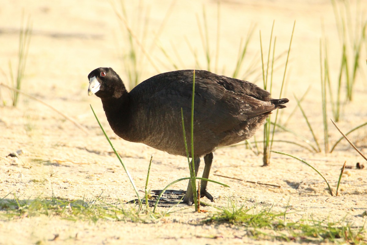 American Coot - ML620255533