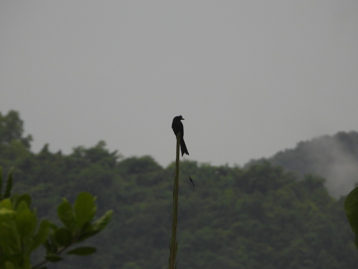 Greater Racket-tailed Drongo - ML620255539