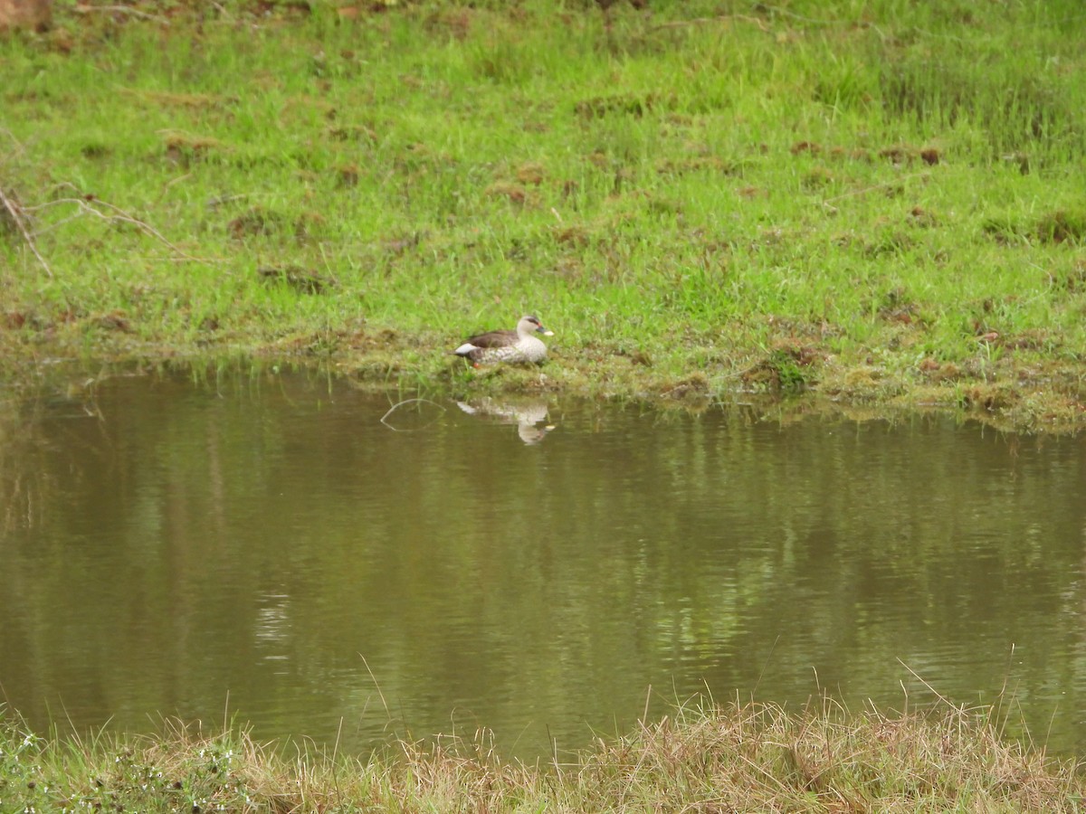 Indian Spot-billed Duck - ML620255543