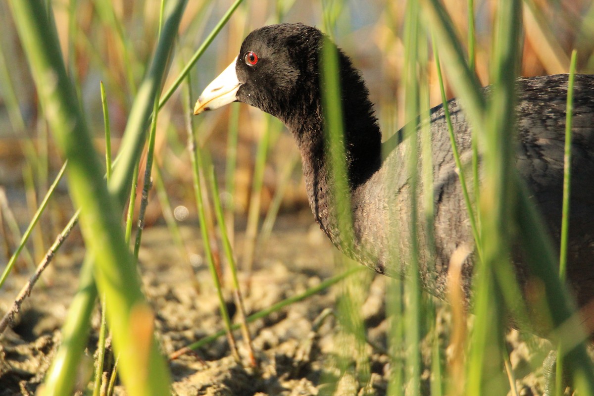 American Coot - ML620255544