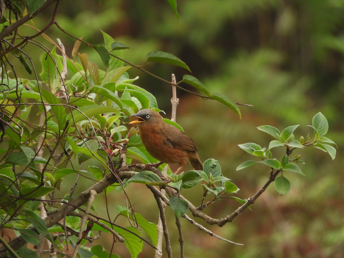 Rufous Babbler - ML620255546