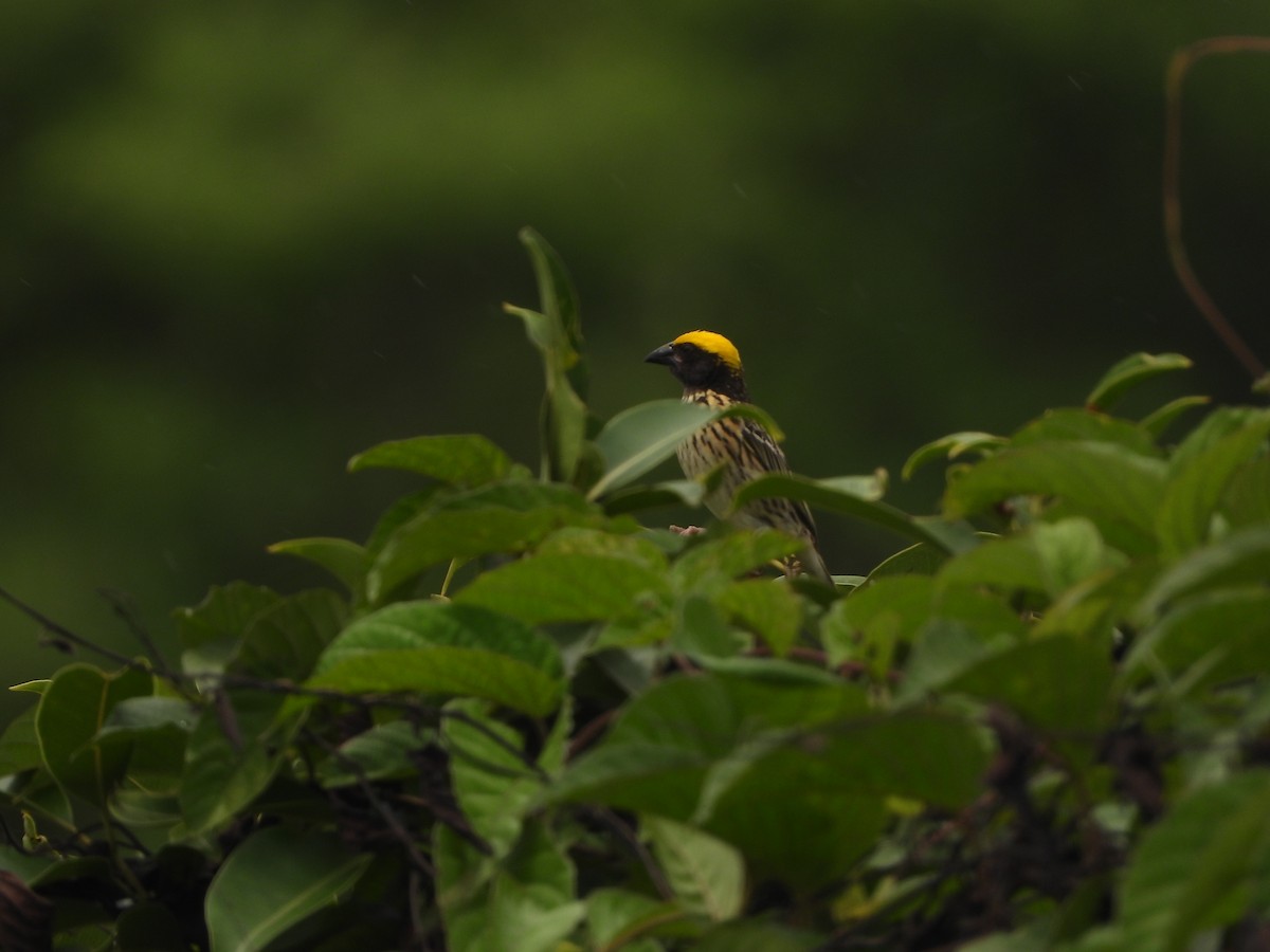 Streaked Weaver - ML620255550