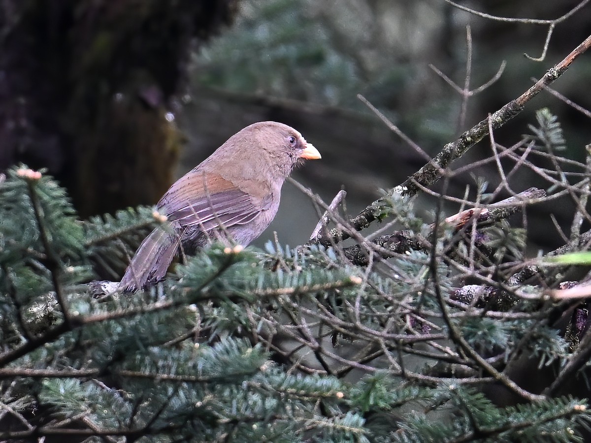 Great Parrotbill - ML620255551