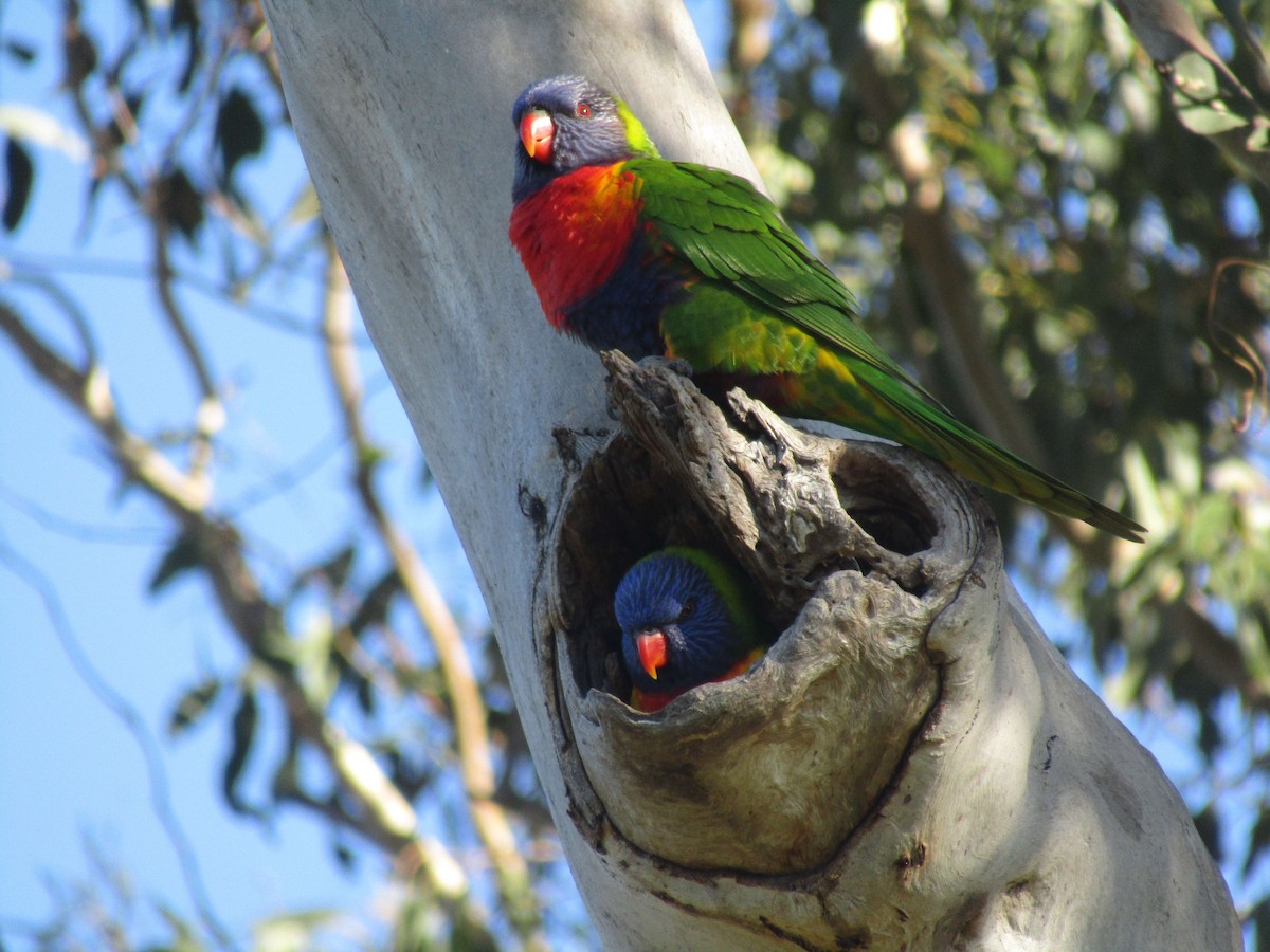 Rainbow Lorikeet - ML620255555