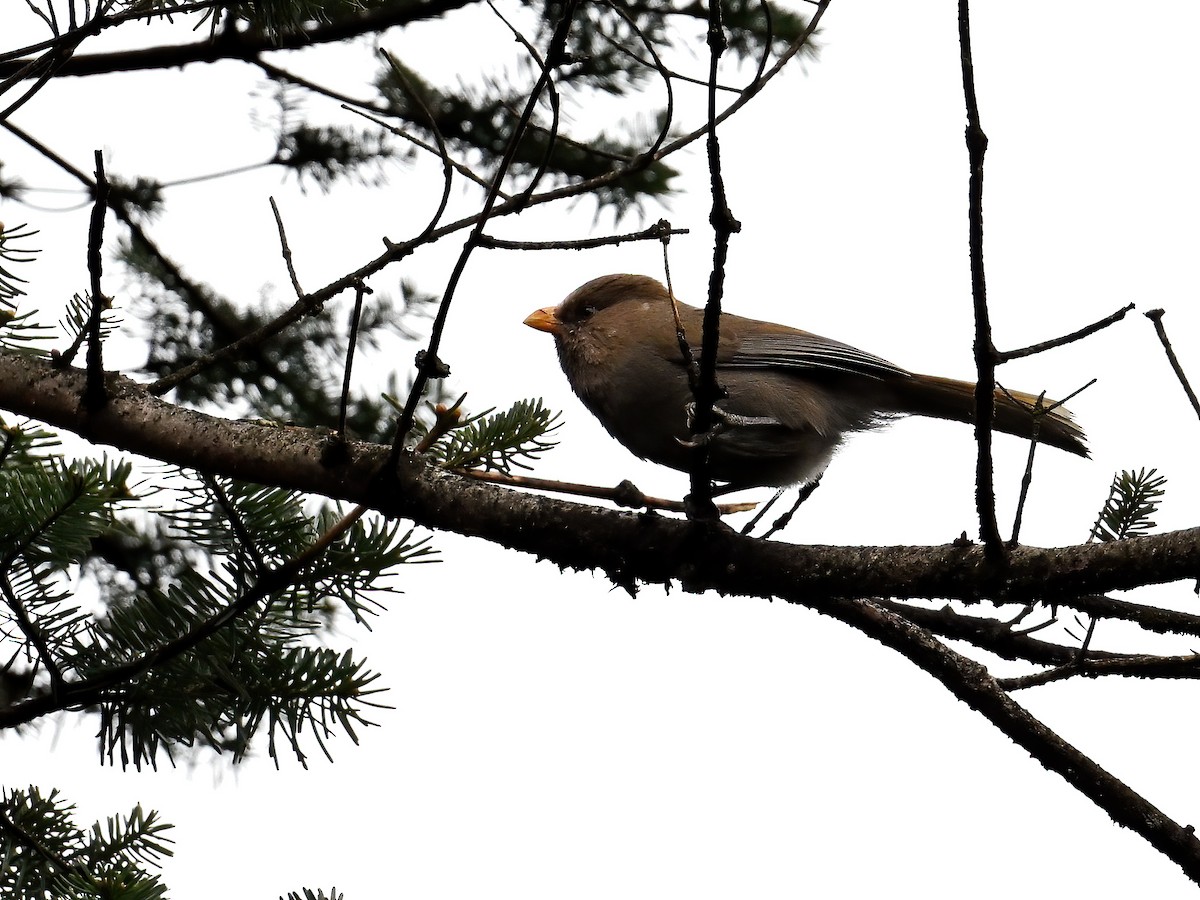 Great Parrotbill - ML620255556