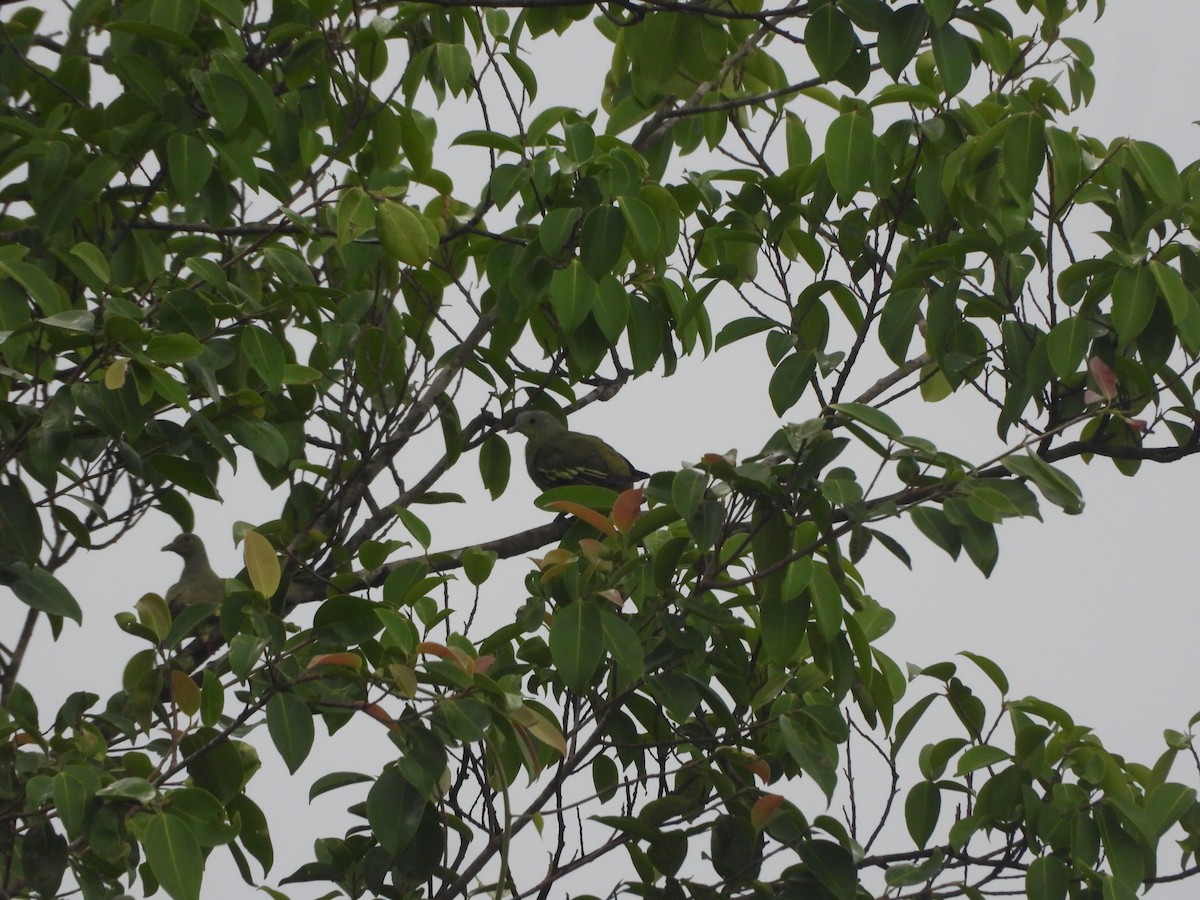 Gray-fronted Green-Pigeon - ML620255557