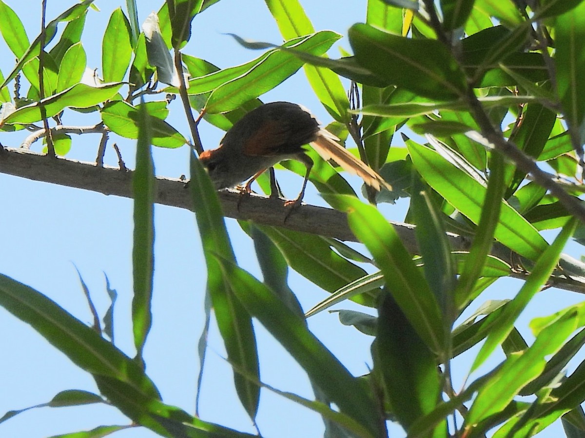 Pale-breasted Spinetail - ML620255559