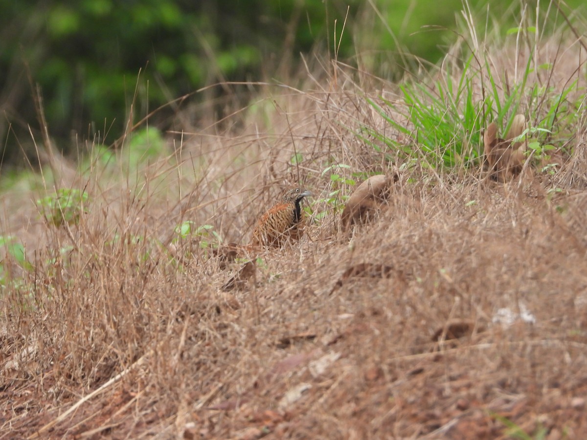 Barred Buttonquail - ML620255562