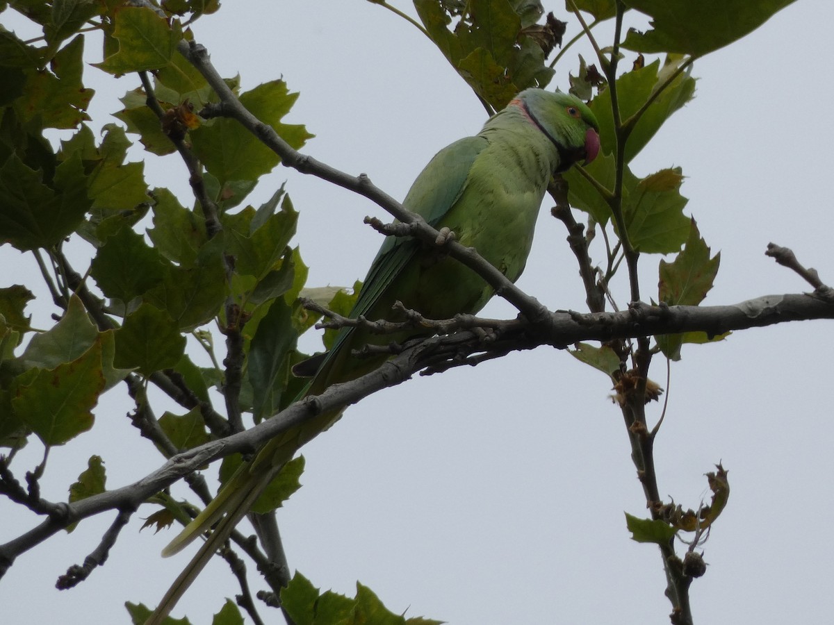 Rose-ringed Parakeet - ML620255564