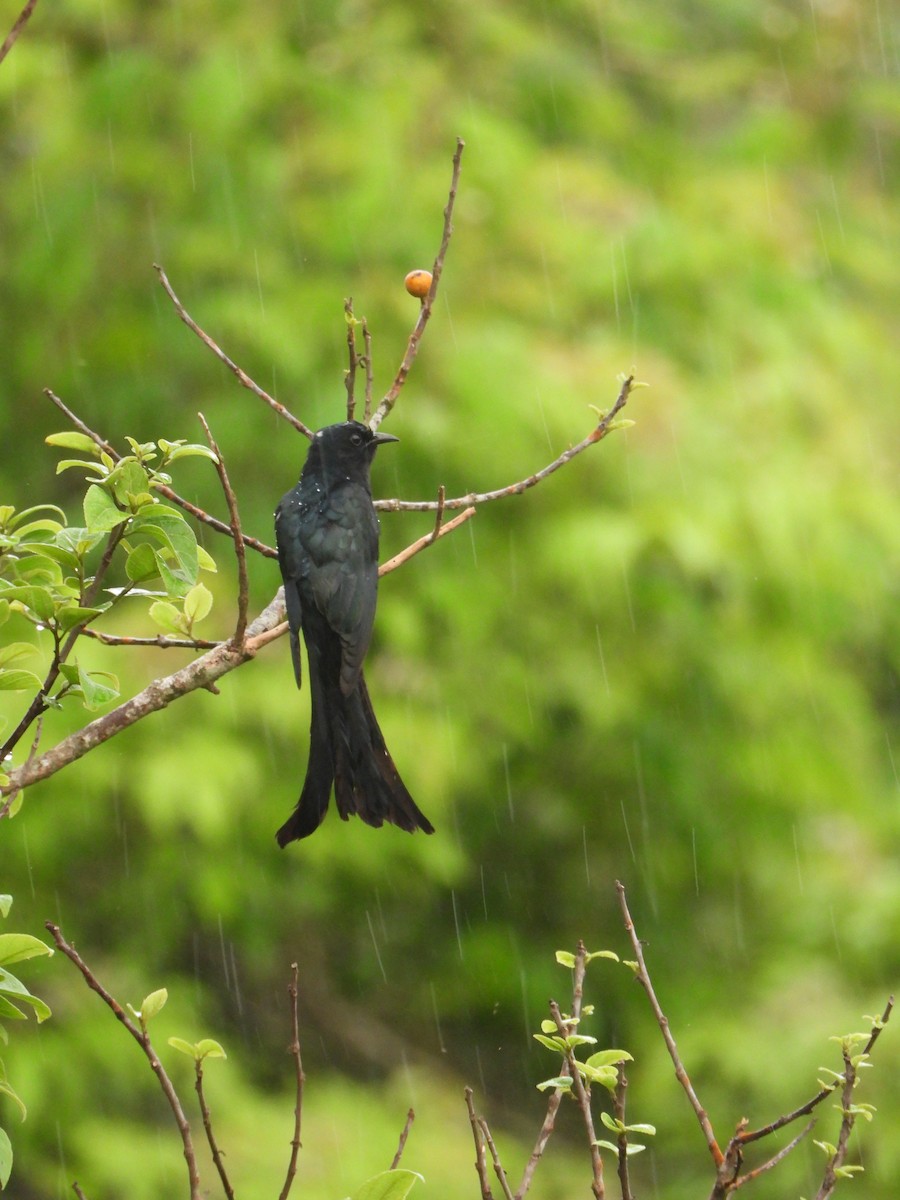 Fork-tailed Drongo-Cuckoo - Sannidhya De