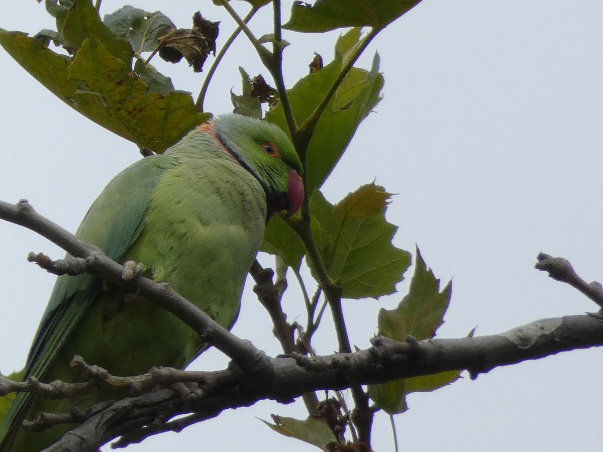 Rose-ringed Parakeet - Enrique Pelayo