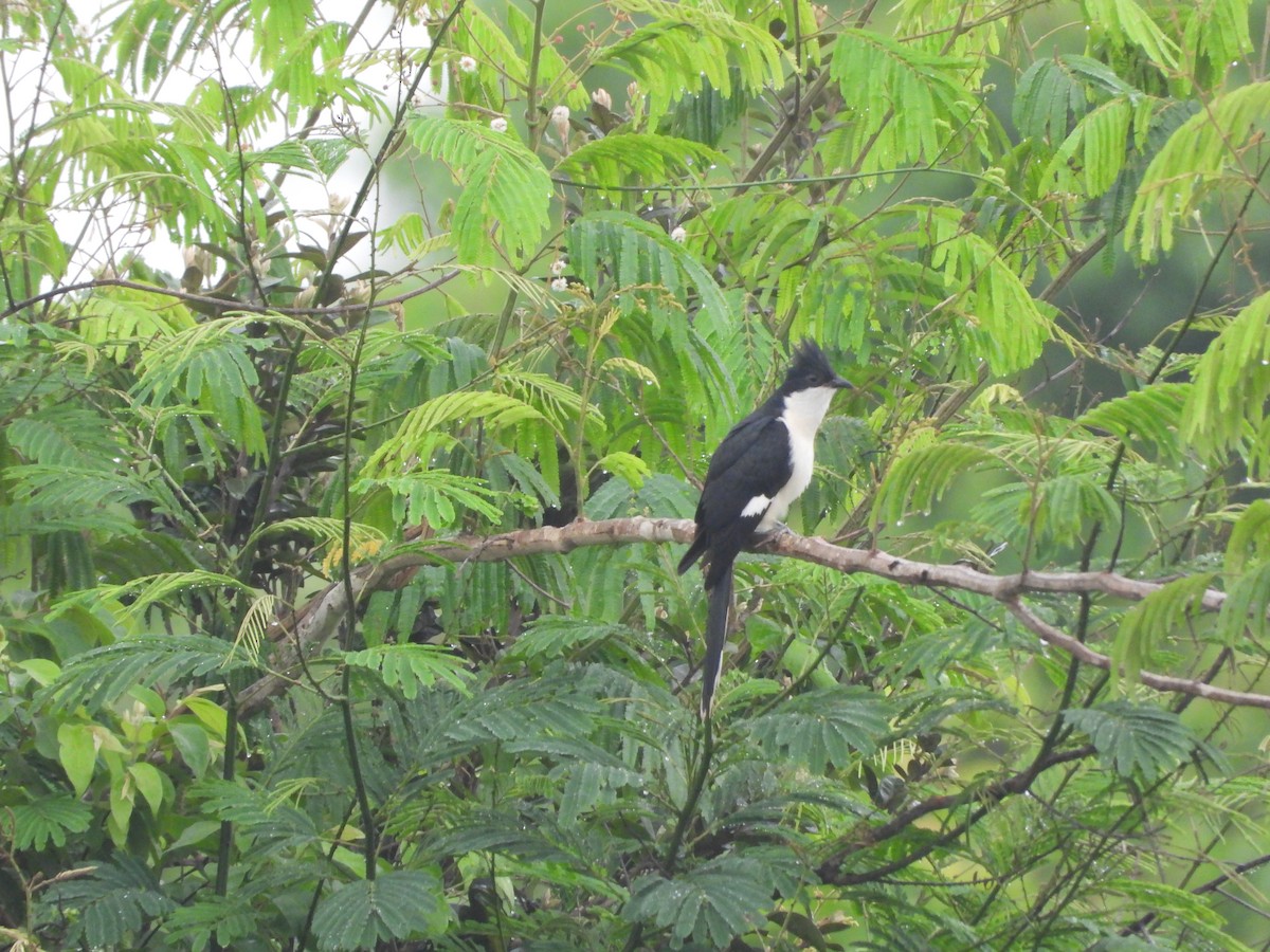 Pied Cuckoo - ML620255569