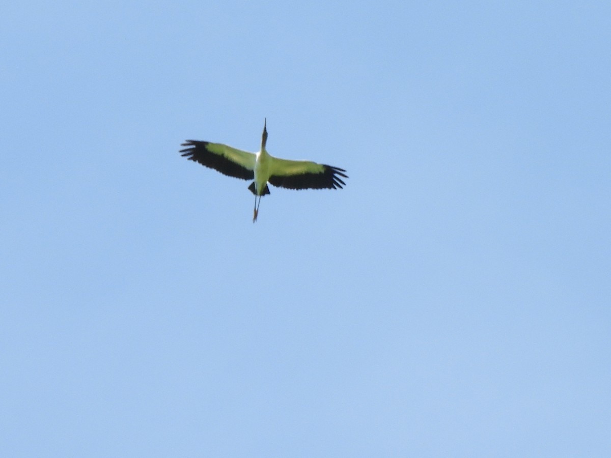 Wood Stork - ML620255579