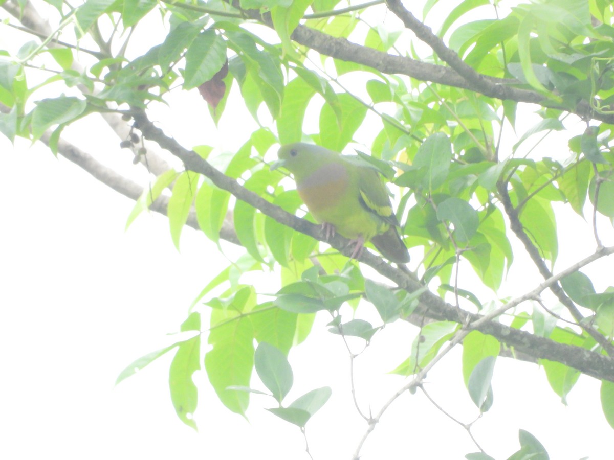 Orange-breasted Green-Pigeon - Sannidhya De