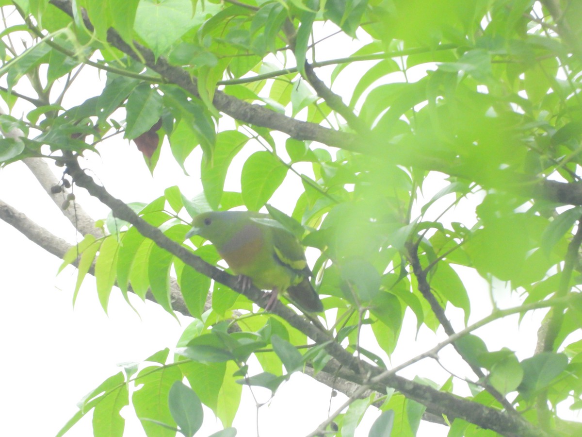 Orange-breasted Green-Pigeon - ML620255581