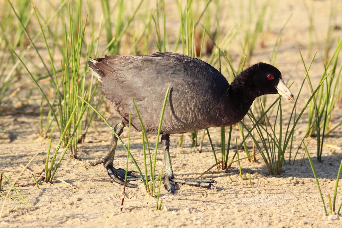 American Coot - ML620255584