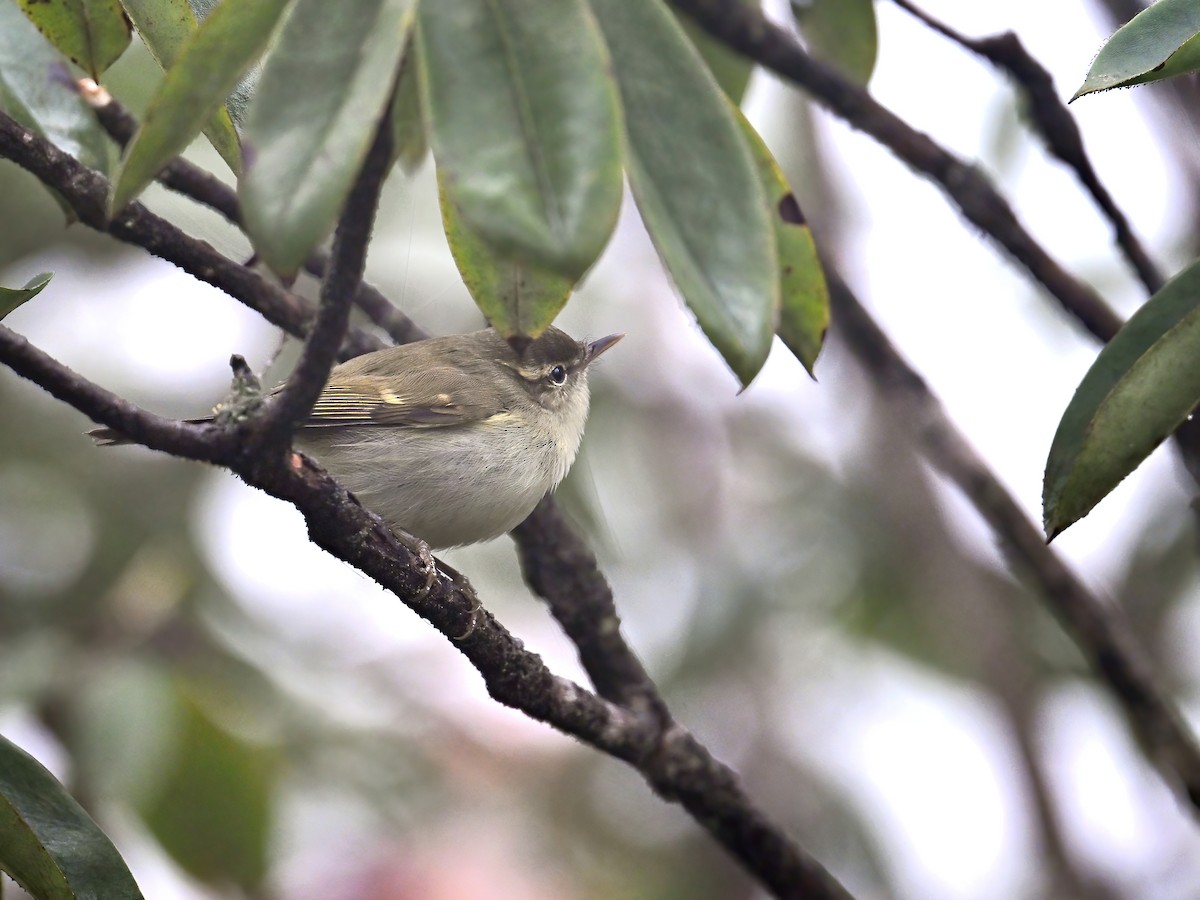 Mosquitero Verdoso - ML620255589