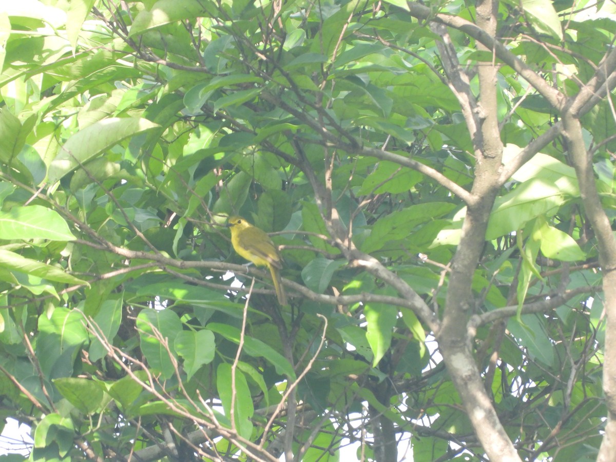 Yellow-browed Bulbul - ML620255590