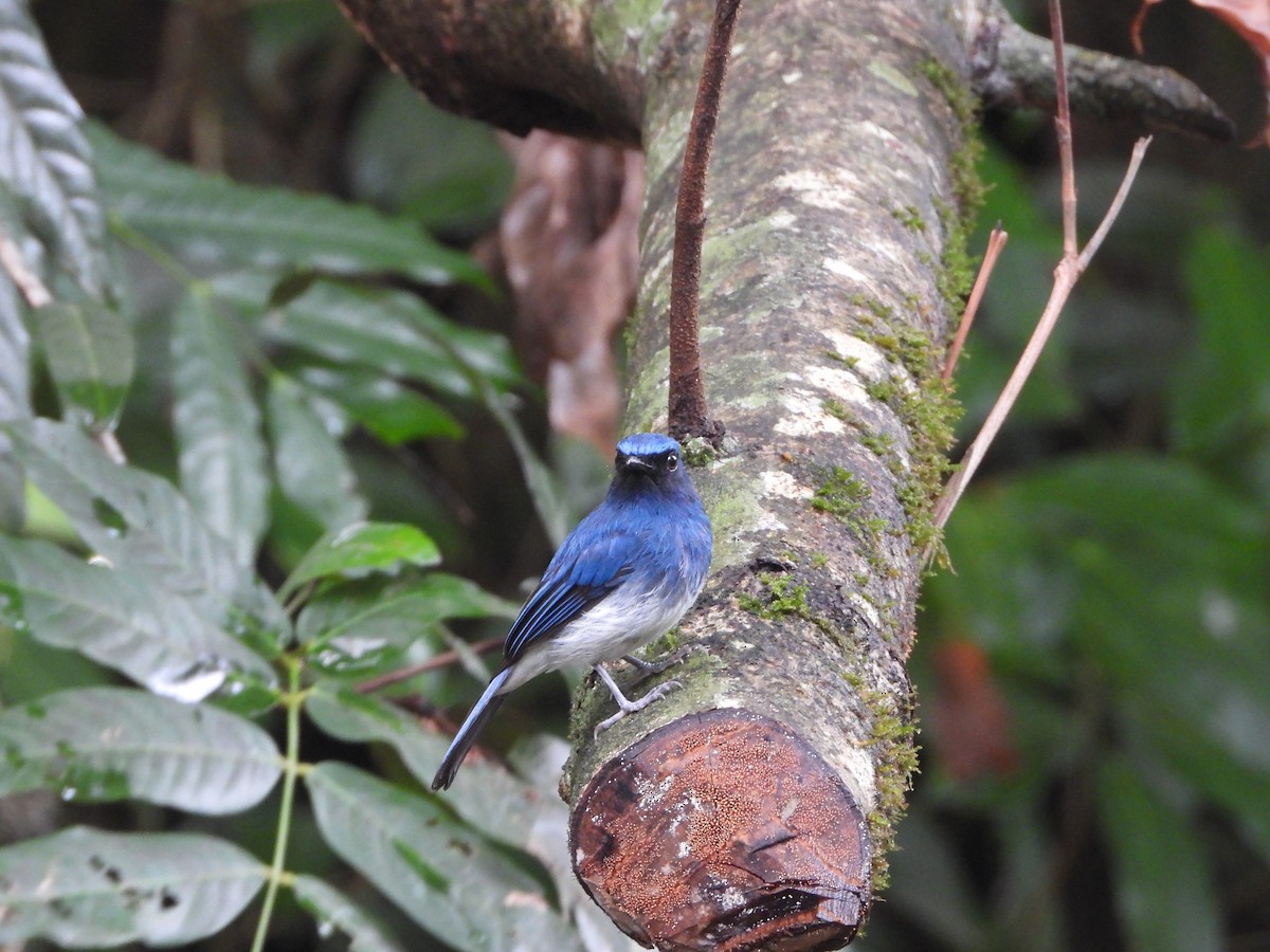 White-bellied Blue Flycatcher - ML620255592