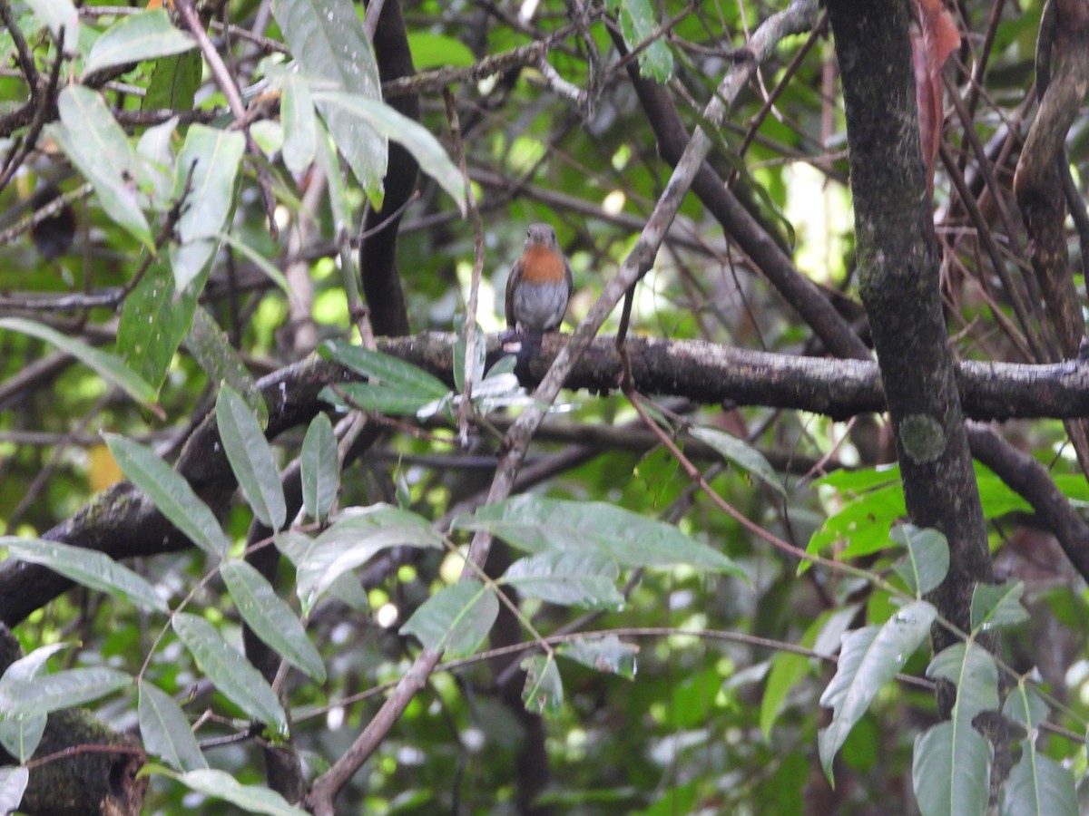 White-bellied Blue Flycatcher - ML620255595